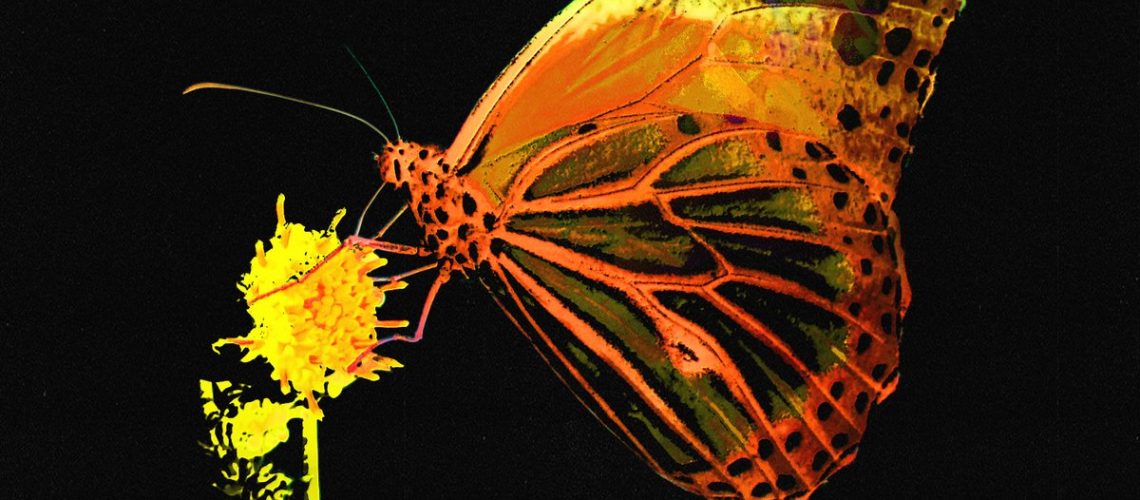 mariposa-pablo-lopez